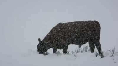 Mike:
IT'LL BE 20 BELOW AND THERE WILL
BE THE WIND BLOWING AND SNOWING - Dino Hunters