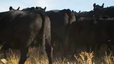 Mike: JUST LIKE RANCHING,
YOU WORK HARD - Dino Hunters