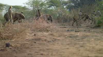 Mike and Kelly's work
continues to this day, - In the Footsteps of Elephant