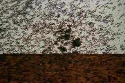 - Mike! - Ants!