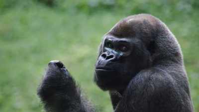 MIKEYMILLIONS:The ape is - Diamond Hands: The Legend of WallStreetBets