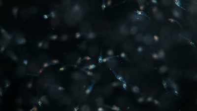 Millions of microscopic larvae
swept out to sea. - Tiny World