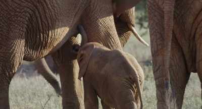Milly has no milk to give, - The Elephant Queen