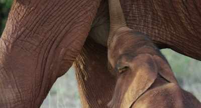 Mimi always seems to be hungry, - The Elephant Queen