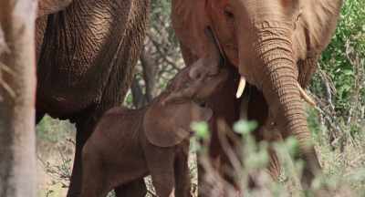 Mimi's big sister, Milly,
can give her comfort - The Elephant Queen