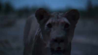Minimum focus, I think, is 80 centimeters. - In the Footsteps of Elephant