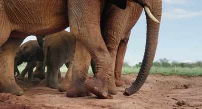 Mining the salt-rich soil takes practice. - The Elephant Queen