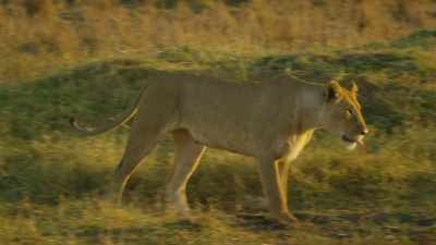 Miraculously, her sister and her
family survived the fire. - Serengeti