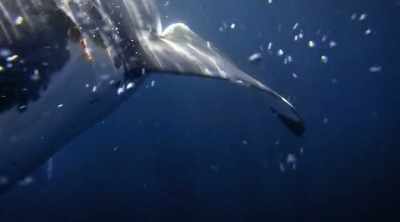 Miraculously the shark releases. - Shark Attack Files