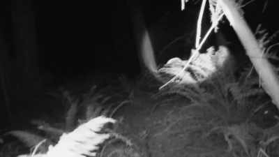[Mireya] It would just be
good to try and identify - Expedition Bigfoot