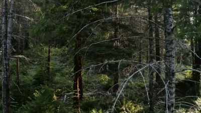 [Mireya]
Looks like
a big cat. - Expedition Bigfoot