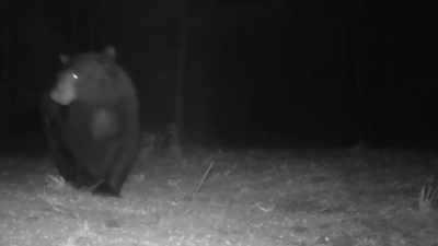 [Mireya] Oh, my God. [bleep] - Expedition Bigfoot