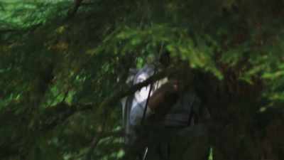 [Mireya]  So, Ronny and I
 decided to set up some
 trail cams to see - Expedition Bigfoot