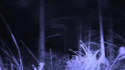 [Mireya whispering] - Expedition Bigfoot