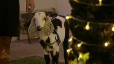 Miss Goat,
if you wanna go home, - The Real Housewives of Dubai