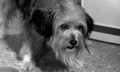 Mmm. Candy.
Not good for little dogs, Charlie. - Son of Flubber