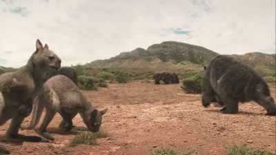 Modern mammals
hadn't reached Australia yet, - Modern Dinosaurs