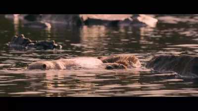 Molly came
into our lives, - Billy & Molly: An Otter Love Story