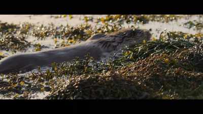 Molly girl. - Billy & Molly: An Otter Love Story
