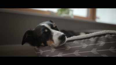 Molly's a mum Jade! - Billy & Molly: An Otter Love Story