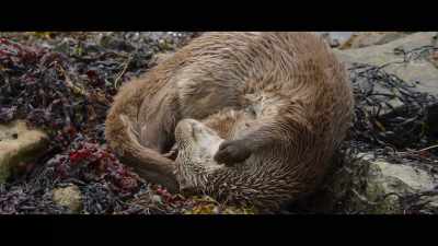 Molly's visits
became very regular. - Billy & Molly: An Otter Love Story