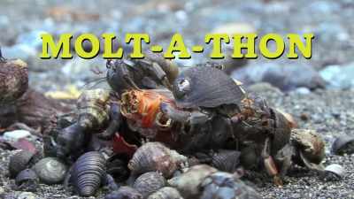 - Molt-a-thon!
- Can I get a good deal? - Absurd Planet