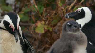 Mom has bigger ambitions. - Penguin Town