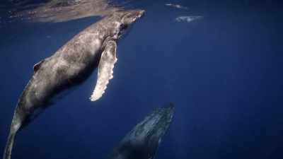 "Mom and calf stay close," - Secrets of the Whales
