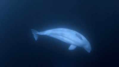 "Mom can only hope
he recognizes her call." - Secrets of the Whales