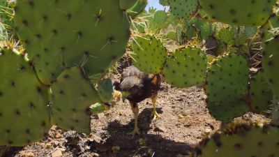 Mom can only hope her pup stays put... - Tiny World