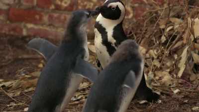 Mom and Dad have decided. - Penguin Town