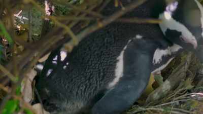 Mom and Dad
now have to feed these fluff balls - Penguin Town