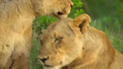 Mom hasn't made a kill in days. - Wild Babies