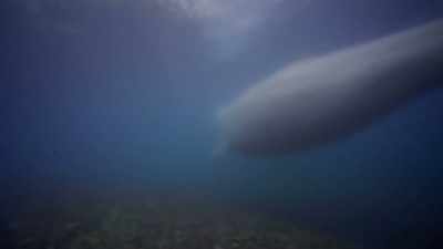 "Mom immediately retraces her steps..." - Secrets of the Whales