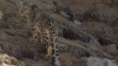 Mom now has two cubs alone. - Ghost of the Mountains