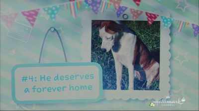 Mom, please?
Please can we get this dog? - Love to the Rescue