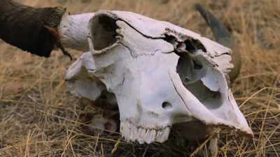 Momaday:
Even what remained of them - The American Buffalo
