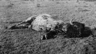 Momaday:
Life was over, in a sense, - The American Buffalo