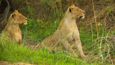 Mom's unsure
how they'll react to her cubs. - Wild Babies