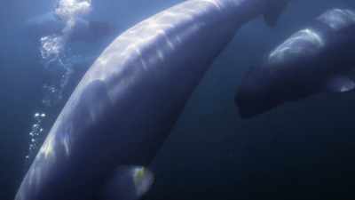 "Mom's young boy doesn't
want to get lost." - Secrets of the Whales