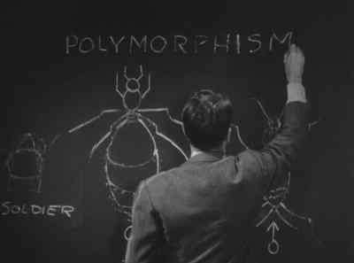 - Monday we discussed the
morphology of the ant. - I Met My Love Again
