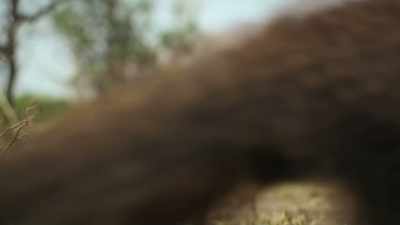 (MONGOOSES CHATTER) - Super/Natural