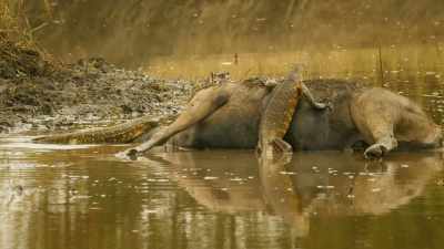 Monitor lizards also relish
a wholesome meal. - Serengeti