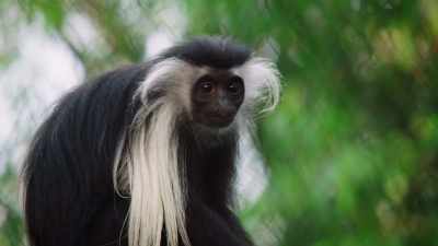 (MONKEY GIBBERS) - Magic of Disney's Animal Kingdom