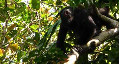 [monkey roaring] - Amazon Queen