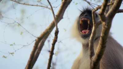 MONKEY SCREECHES - Attenborough's Life in Colour