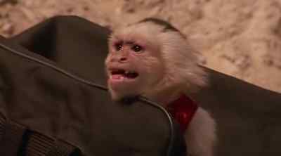 [MONKEY SCREECHING] - Relic Hunter
