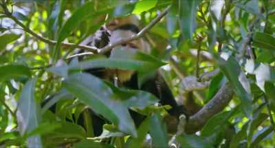 [monkey screeching] - Amazon Queen