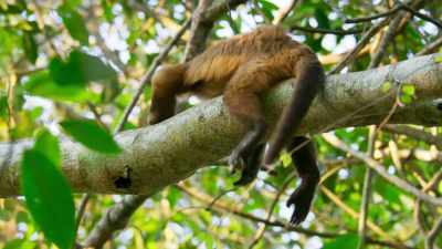 (MONKEY SQUEAKS) - Seven Worlds, One Planet