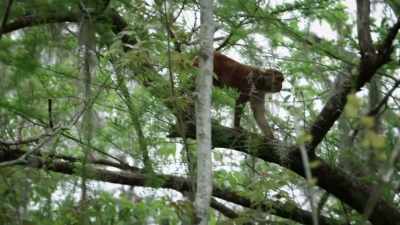 (monkeys chattering) - United States of Animals